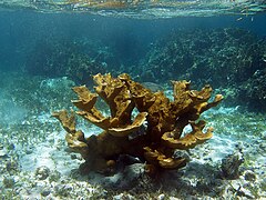 Acropora palmata.