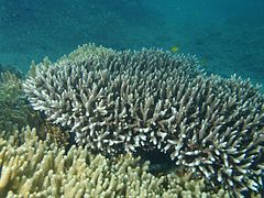 Description de l'image Acropora yongei, Poruma.JPG.