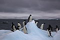 Adelie Penguins on iceberg.jpg