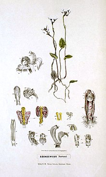 Illustration of "Adenochilus nortonii"