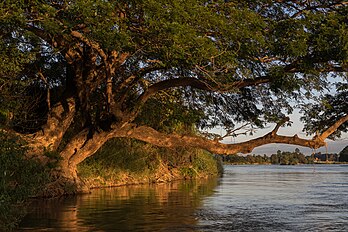 Un arbre à pluie sur une rive du Mékong. (définition réelle 5 541 × 3 694)