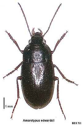 Amarotypus edwardsi