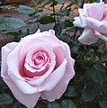 'Anna Pavlova' Beales 1981. Uno de los 70 cultivares de rosa conseguidos por Peter Beales.