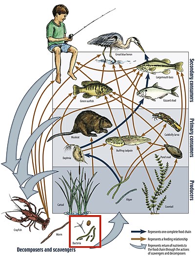 Example of a river food web. Bacteria can be seen in the red box at the bottom. Bacteria (and other decomposers, like worms) decompose and recycle nutrients back to the habitat, which is shown by the light blue arrows. Without bacteria, the rest of the food web would starve, because there would not be enough nutrients for the animals higher up in the food web. The dark orange arrows show how some animals consume others in the food web. For example, lobsters may be eaten by humans. The dark blue arrows represent one complete food chain, beginning with the consumption of algae by the water flea, Daphnia, which is consumed by a small fish, which is consumed by a larger fish, which is at the end consumed by the great blue heron. Aquatic food web.jpg
