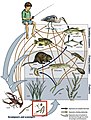 Image 21Example of a river food web. Bacteria can be seen in the red box at the bottom. Bacteria (and other decomposers, like worms) decompose and recycle nutrients back to the habitat, which is shown by the light blue arrows. Without bacteria, the rest of the food web would starve, because there would not be enough nutrients for the animals higher up in the food web. The dark orange arrows show how some animals consume others in the food web. For example, lobsters may be eaten by humans. The dark blue arrows represent one complete food chain, beginning with the consumption of algae by the water flea, Daphnia, which is consumed by a small fish, which is consumed by a larger fish, which is at the end consumed by the great blue heron. (from River ecosystem)