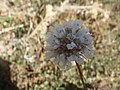 Miniatura para Armeria arenaria subsp. segoviensis