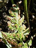 Miniatura para Asplenium billotii