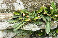 Asplenium ceterach