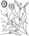 1.29 Potamogeton diversifolius Fig. 202