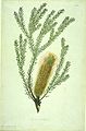 Banksia ericifolia，西德尼·帕金森绘
