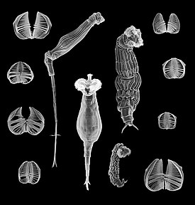 Некоторые из видов Bdelloidea и структуры их челюстей