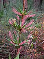 Egy Leucopogon verticillatus virág