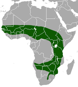 Distribución de C. fuscomurina (En verde)