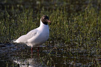 Breeding plumage