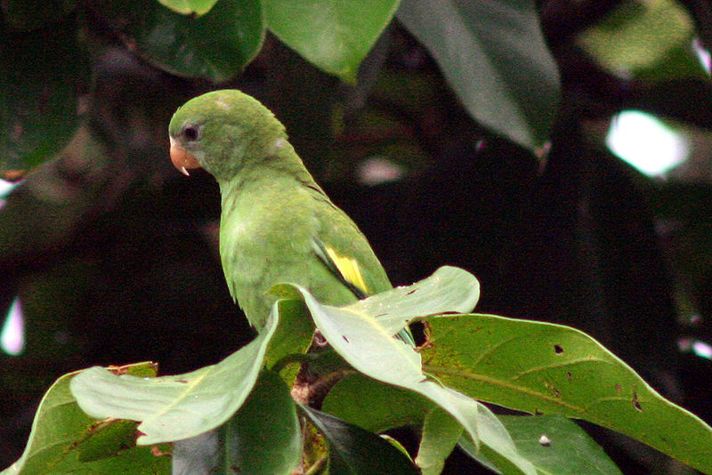 800px-Brotogeris_versicolurus_-Leticia_-Colombia-6.jpg