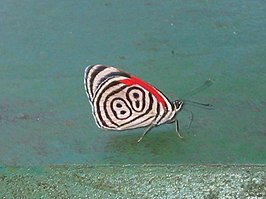 Diaethria anna