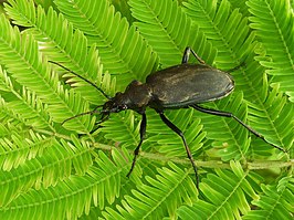 Calosoma angulatum