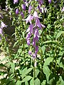 Planta af Campanula rapunculoides