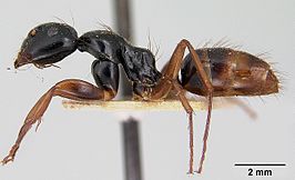 Camponotus heteroclitus