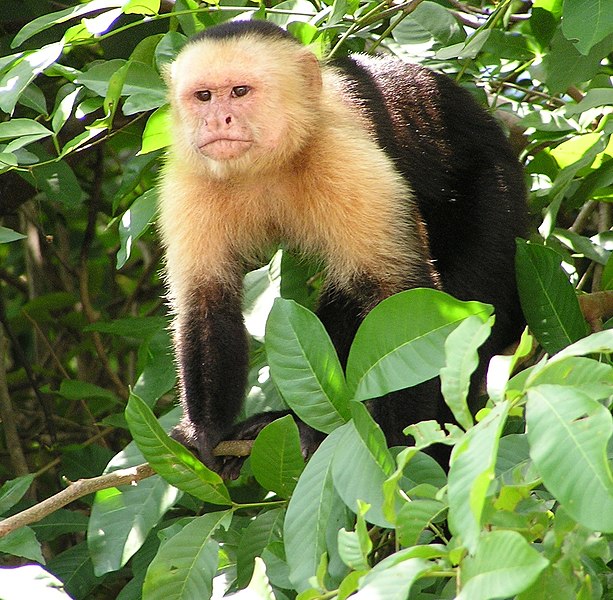 Archivo:Capuchin Costa Rica.jpg