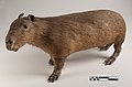 Capivara (Hydrochoerus hydrochaeris) empalhada