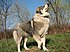 Carpathian Sheepdog-1.jpg