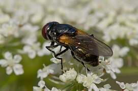 Gelbflügel-Erzschwebfliege (Cheilosia impressa)