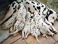 dalmatian puppies dog dalmatians dalmation newborn cute dogs dalmations puppy dalmatien history wikipedia baby spots chienne work reviews chiots personality