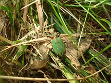 Une photographie du coléoptère vert et jaune.