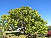 Cinnamomum camphora (camphrier), plante-hôte