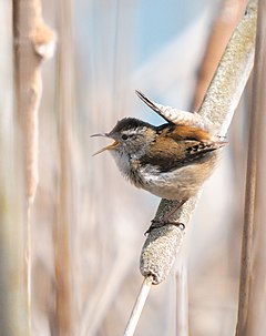 Тръстиково орехче (C. palustris)