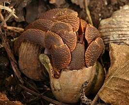 Coenobita brevimanus