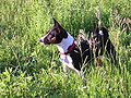 Tri-colour with brindle points