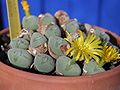 Conophytum latum