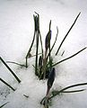 Crocus minimus in snow