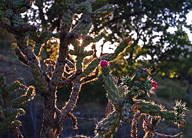 Cylindropuntia