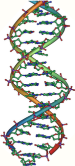 Dvojzávitnica DNA v B forme