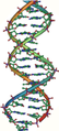 The double helix structure of DNA
