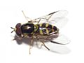 Dasysyrphus albostriatus ♂