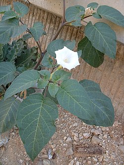 Datura inoxia (flor).