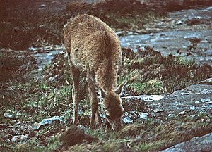 English: Deer, Kinloch Glen, Isle of Rum Taken...