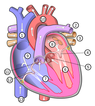 Cấu tạo tim người