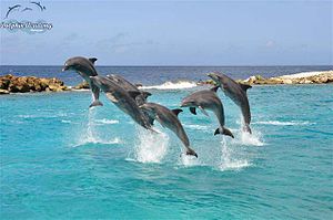 English: Dolphin Show