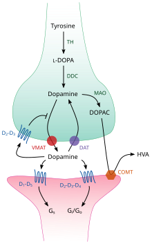 Cartoon diagram of a dopaminergic synapse, showing the synthetic and metabolic mechanisms as well as the things that can happen after release.