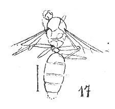 Fichier:Drymomyrmex fuscipennis femelle Wheeler 1937 N. Théobald éch R716 x3 p. 217 Pl. XV Hyménoptères du Sannoisien de Kleinkembs.pdf