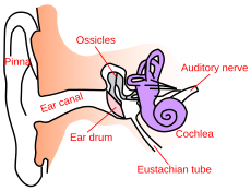 http://upload.wikimedia.org/wikipedia/commons/thumb/4/40/Ear-anatomy-text-small-en.svg/230px-Ear-anatomy-text-small-en.svg.png