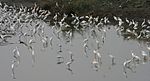 Flock i Indien