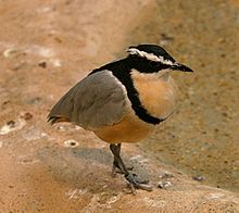 Egyptian Plover.jpg