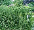 Miniatura para Equisetum giganteum