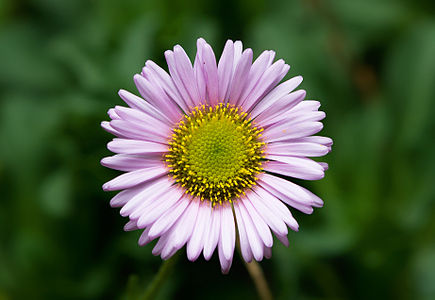 Erigeron glaucus by JJ Harrison